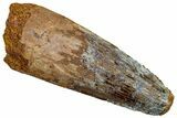 Fossil Spinosaurus Tooth - Real Dinosaur Tooth #301295-1